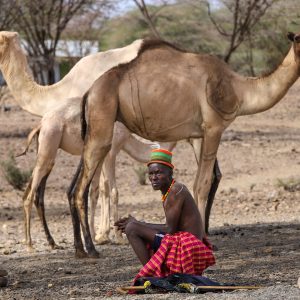 Did You Know Camel Beauty Pageants Exist!?!?