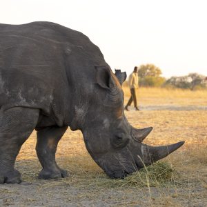 For 4k You Can Climb Through A Rhinos Butt!!