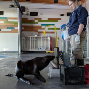 Researchers are Teaching Seals to use Touch Screens at the Edmonton Valley Zoo!
