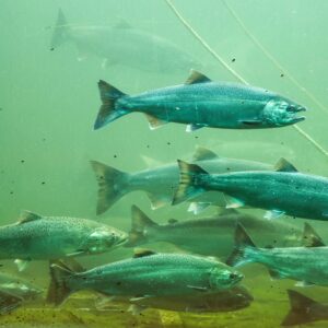 The Fish Are on Cocaine!!