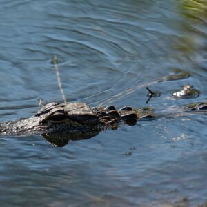 Florida Man Arrested Trying to Give Gator A Baptism