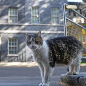 You Can Now Lick Your Cat