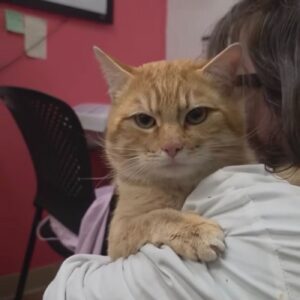 Adopt PIP from the SPCA