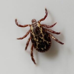 This Tick Will Make You Allergic To Meat!