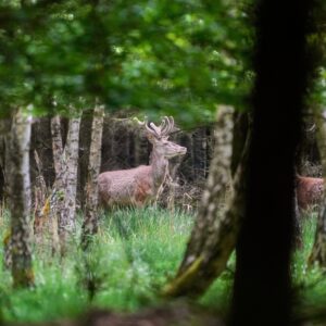 Deer Are Getting Drunk In France