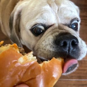 4% Of Dog Owners