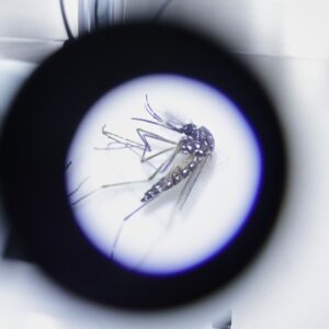 Google Is Planning On Releasing Millions of Mosquitos