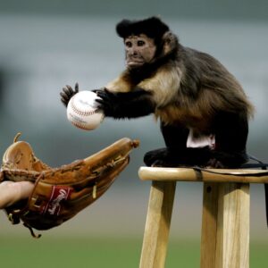 Would You Rather: Ape Baseball or Bestie