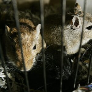 Canada's Most Expensive Hamster