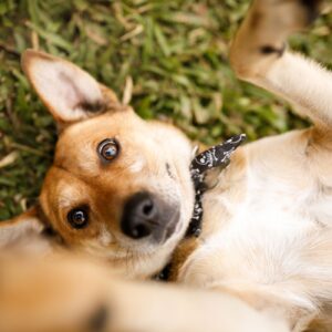 What to do about neighbour dogs?