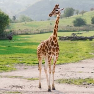 How Do You Lose A Giraffe?