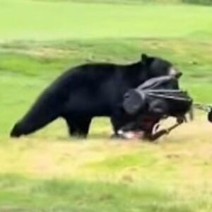 A Bear Steals a BC Mans Golf Clubs!