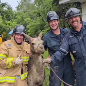 LLAMA DRAMA: We Found the Edmonton Firefighter Who Rescued a Llama from a Sinkhole to Hear this Llamazing Story!