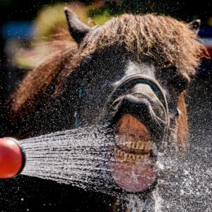Philly's New Hose