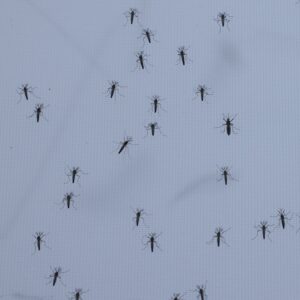 Mosquitoes are Brutal