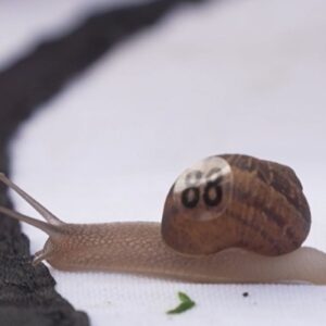 Snailor Swift Is The Fastest Snail In The World