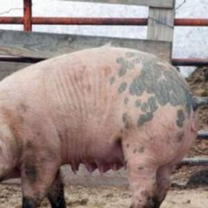 You Should Be Calling People From Toronto Hogs