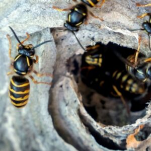 DIY Wasp Removal