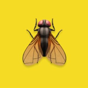 House Flies