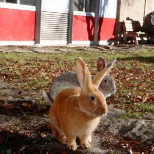 All-Inclusive Rabbits
