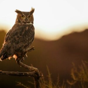 Philly Likes Owls