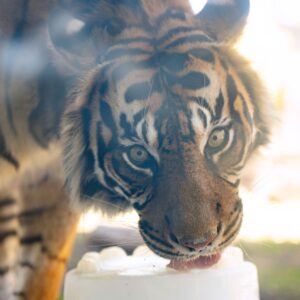 Tiger Tiger Ice Cream