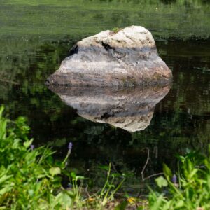 Swims Like a Rock