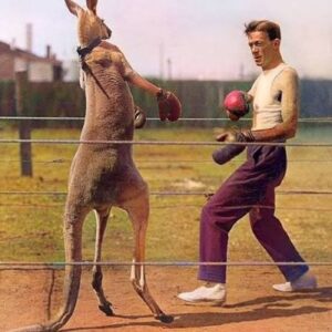 Would You Rather Fight 25 Squirrels or 1 Kangaroo?