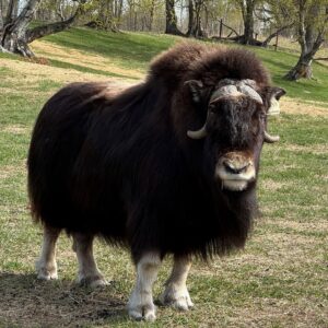 Would You Rather Wednesday: Monkey or Musk Ox