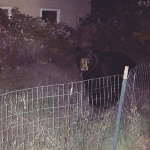 RARE BEARS? A Bear Was Just Spotted in YEG, So We Asked a Wildlife Expert How Often This Actually Happens