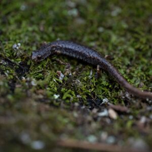 Salamanders in Portage