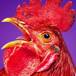 The REAL Reason The Chicken Crossed The Road