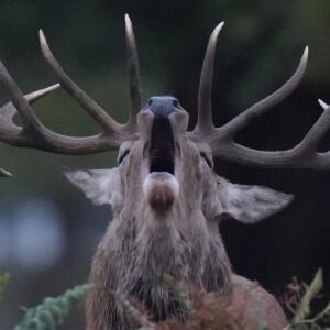 Deer in Hi Viz