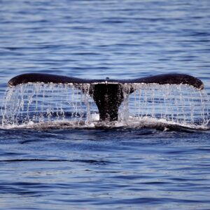 Living Inside a Whale